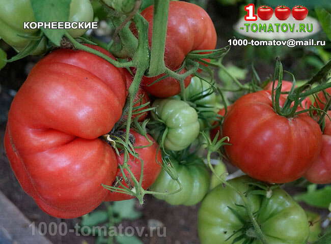 Томат Корнеевские фото 2
