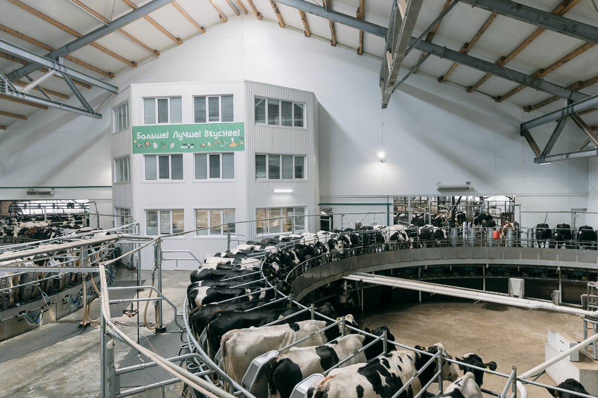 фермы новосибирск. новоключи купинского района. страусиная ферма казань. страусиная ферма колывань. ферма эконива в воронежской области экскурсия.