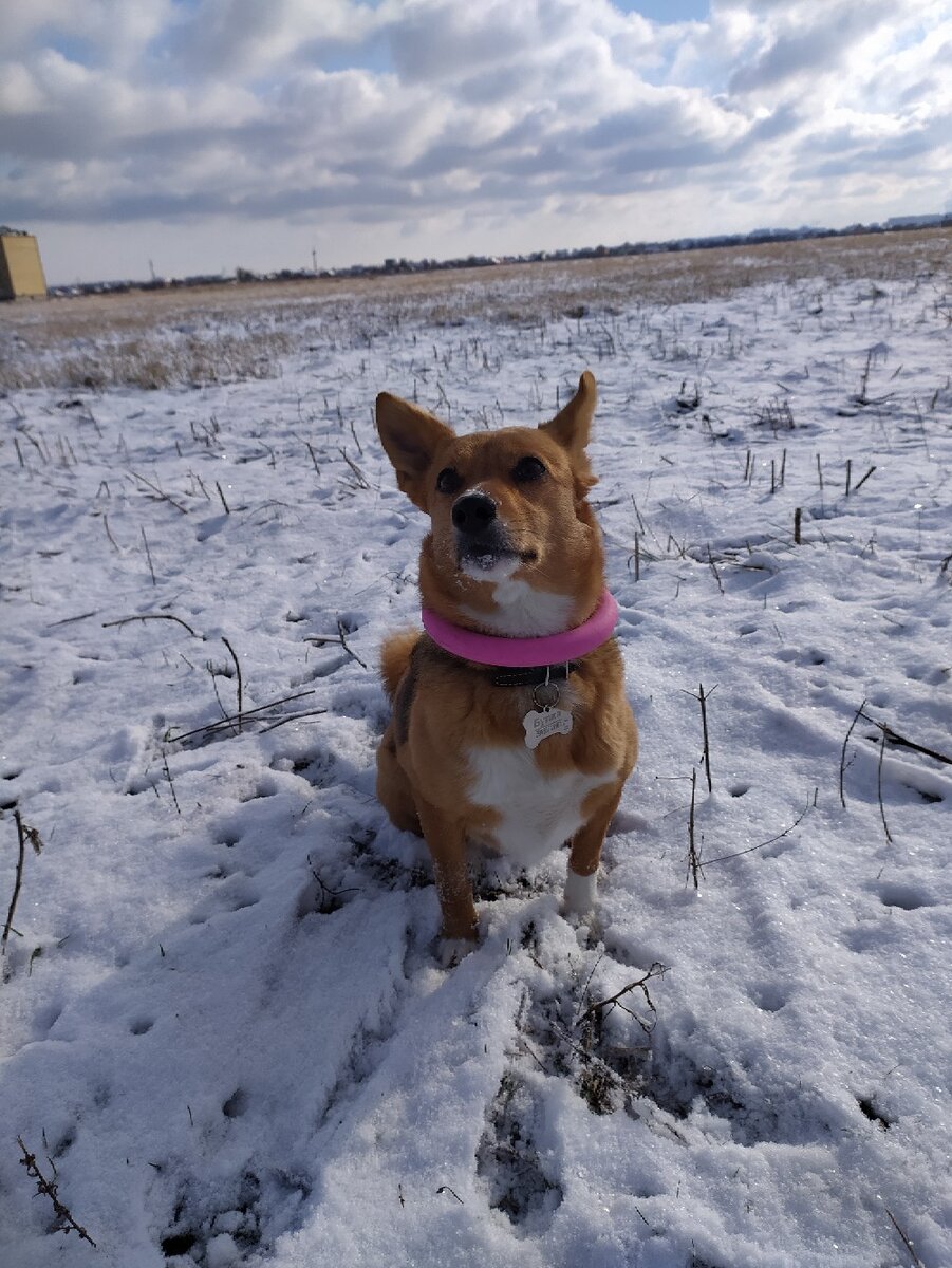 Я Булка, дочь Чучи