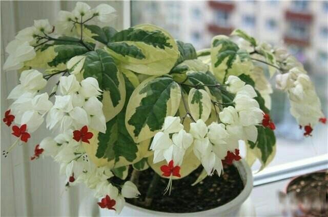 Клеродендрон Томпсона вариегатный