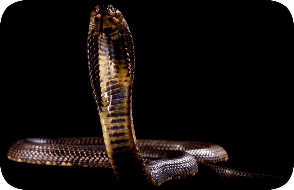 Среднеазиатская кобра