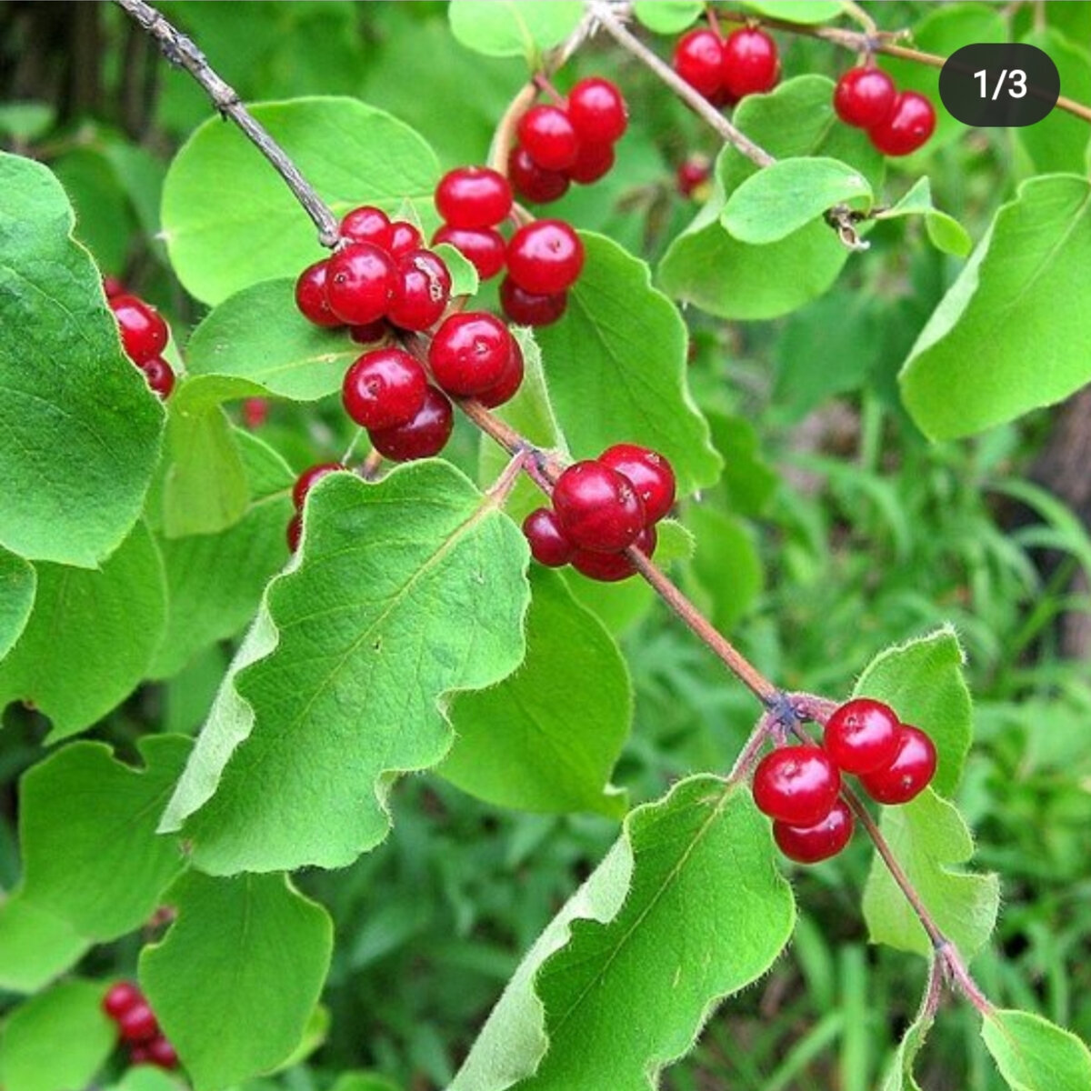 Фото ж. лесной Эльвир Измайлов 

