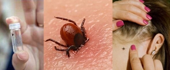 фото сайта https://stop-pest.ru