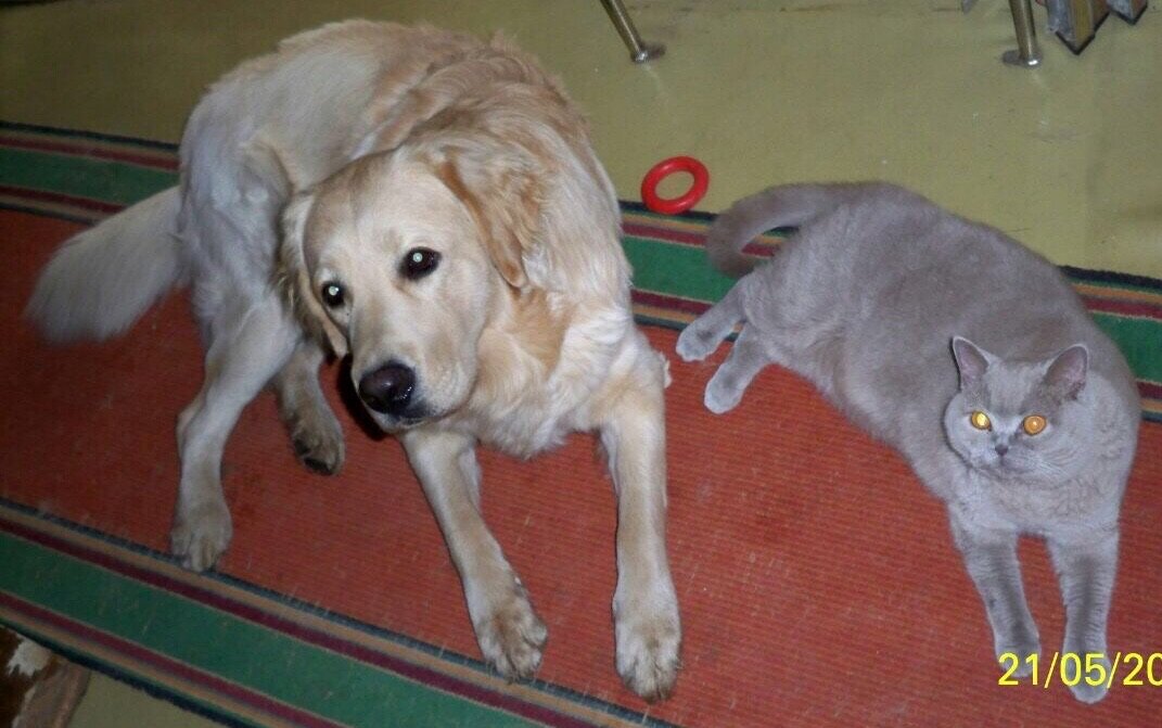 Вот это настоящие друзья! Не только одинаково ложатся, но и смотрят синхронно. Фото личное