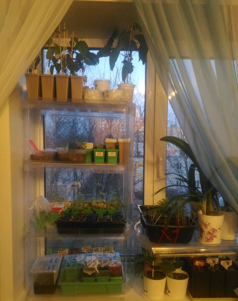 Весна в разгаре... Подоконник загружен полностью