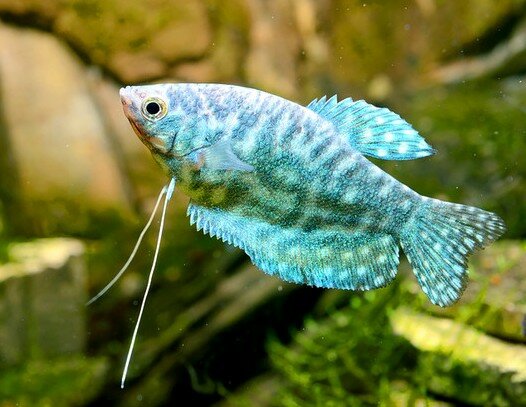 Гурами фото из интернета