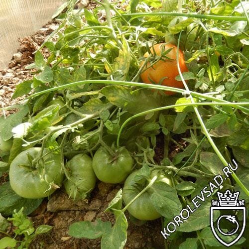 Томат Монгольский карлик