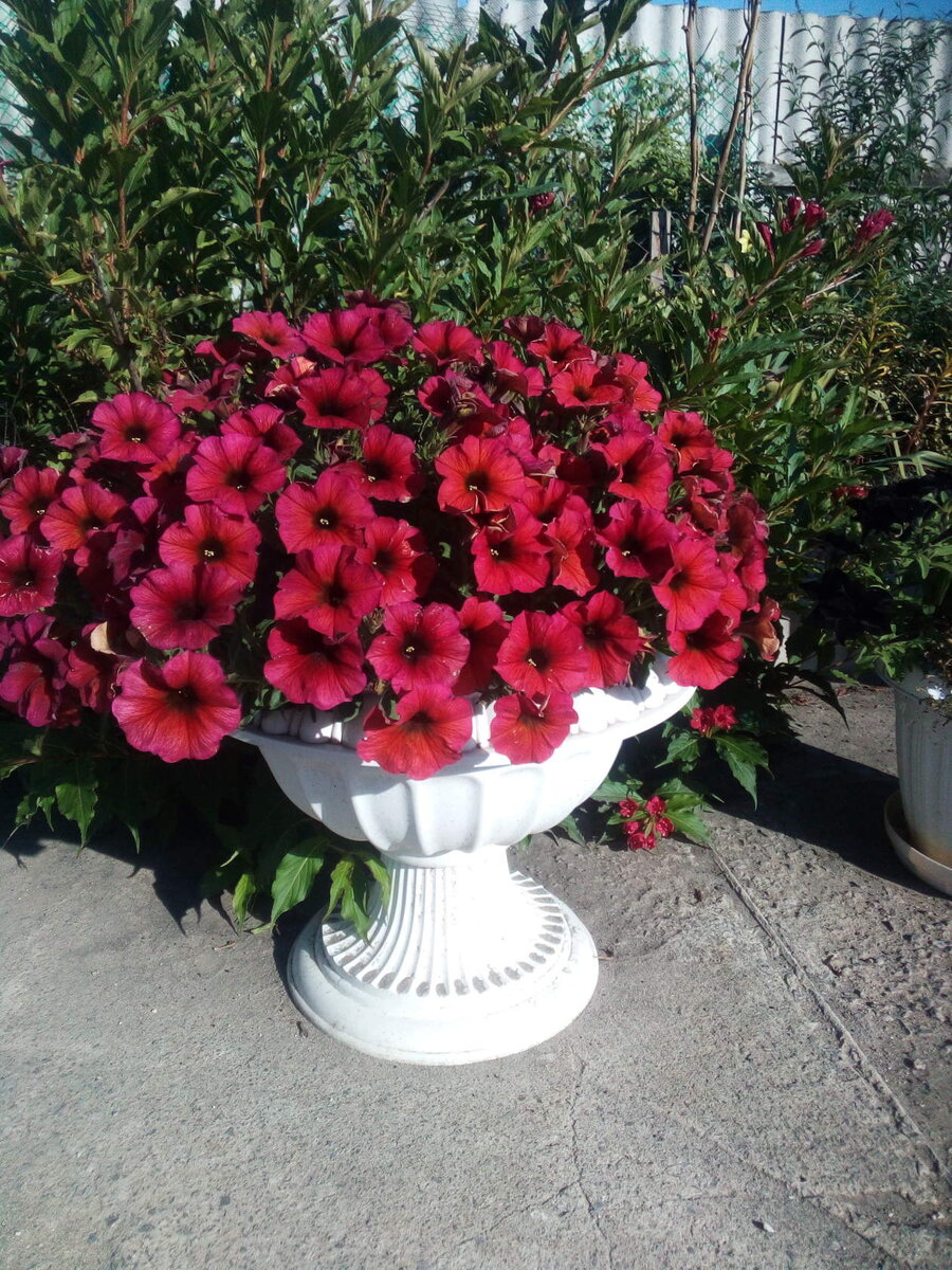 Петхоа cinneman beautical (личное фото)