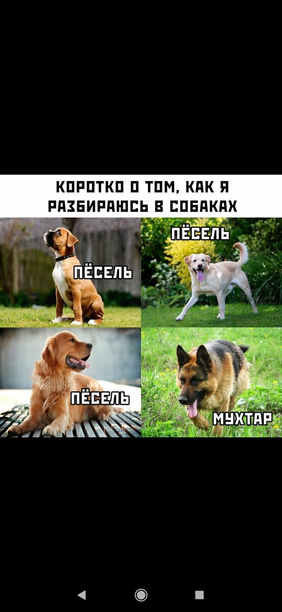 Мемы
