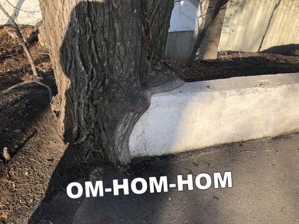 ТЫ НЕ ТЫ КОГДА ГОЛОДЕН )))