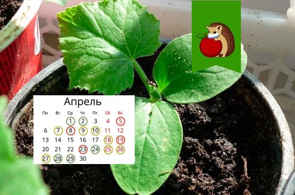 Всего 5 дней в месяце будут идеальны для посадки огурцов на рассаду. Какие и почему?