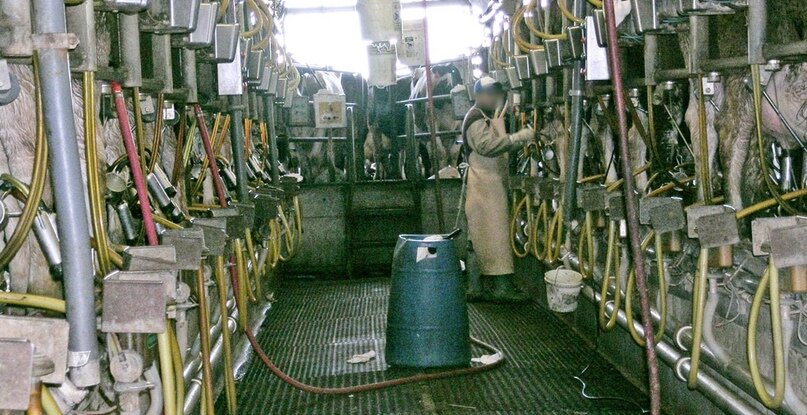 нежные доярки
