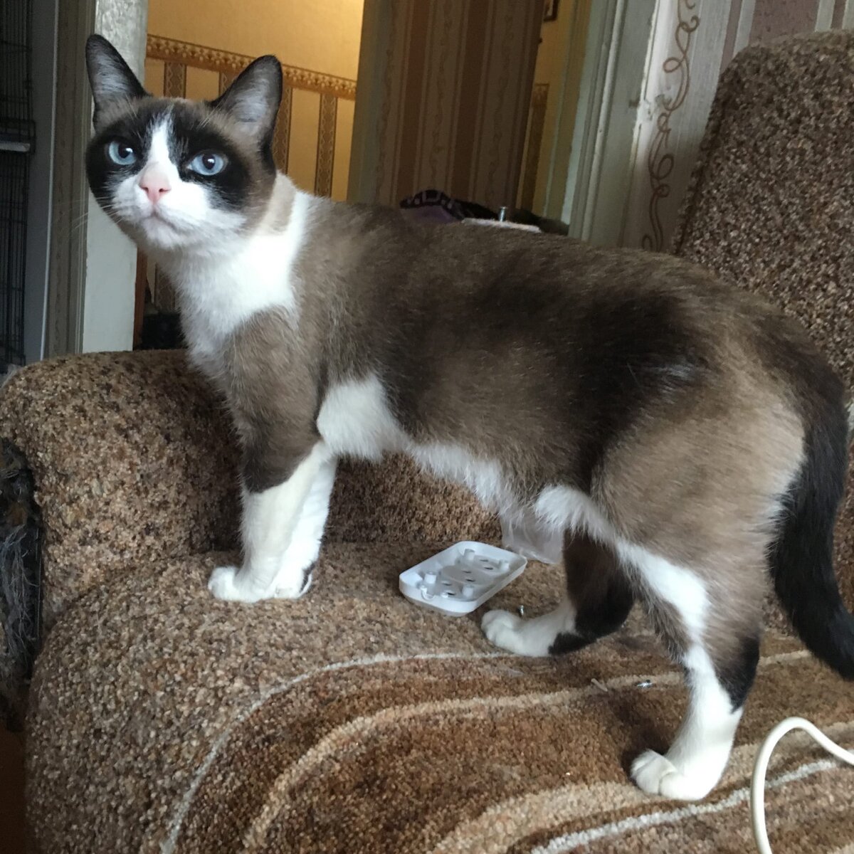 Тиффани ищет дом на дожитие. Пермь. Пожалуйста, прочитайте пост до конца! Он самый длинных из тех, что я писала. Но в виду карантина и самоизоляции, всем волонтёрам сейчас очень нужна ваша помощь! 