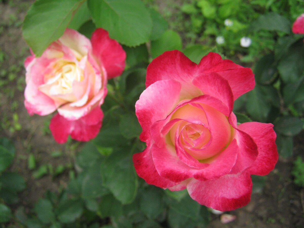 Мои любимые цветы для Вас (фото из архива автора)