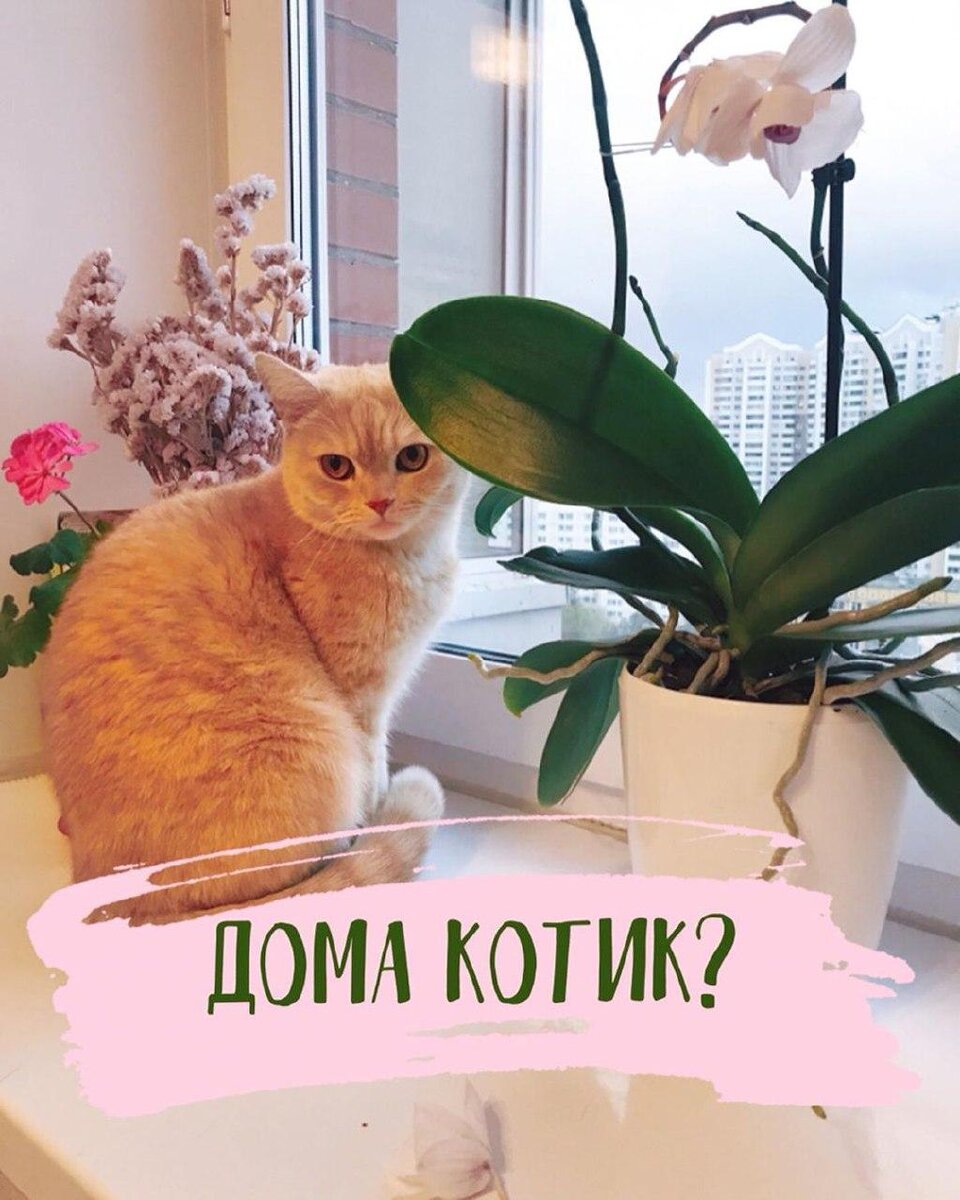 Топ растений, которые можно погрызть котикам😼 | Sansara Green | Дзен