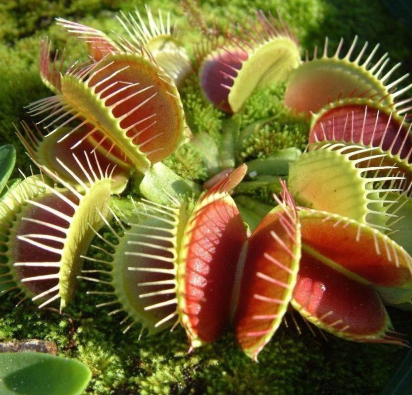 Венерина мухоловка (Dionaea muscipula) знакома всем как самое известное хищное растение в мире. Она наделена невероятными рефлексами, которые помогают ей поедать мух, жуков и даже небольших лягушек.-2