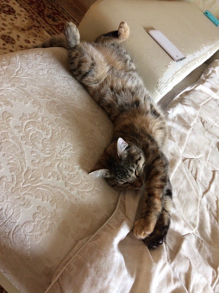 Показывает всем своим видом, что сейчас хочет просто расслабиться, никаких команд!