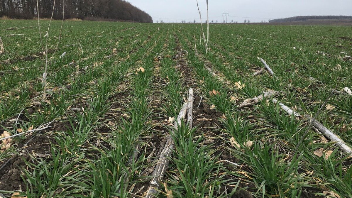 Фото:YouTube-канал Alex Farms
Озимая пшеница