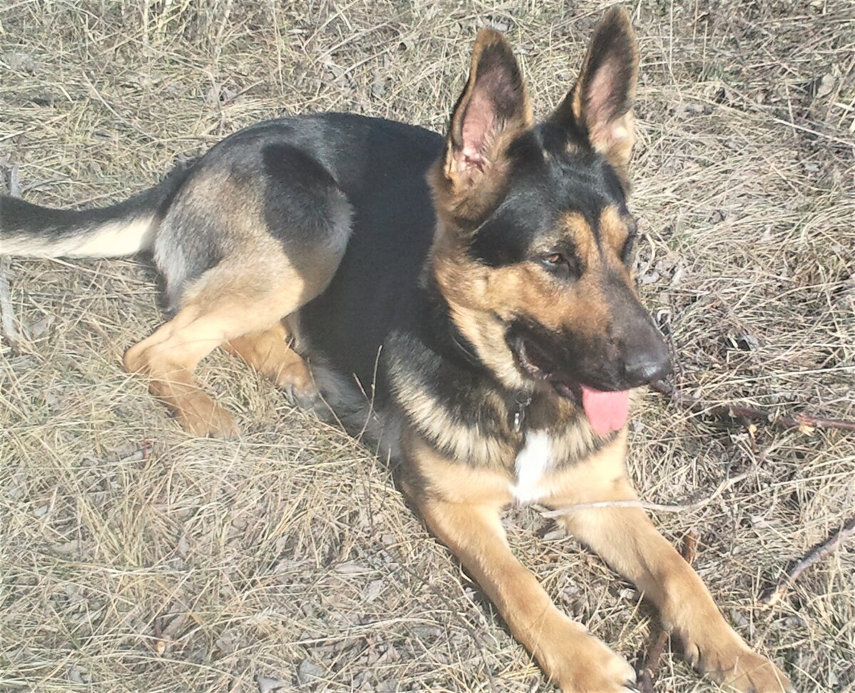 Кейси на поле