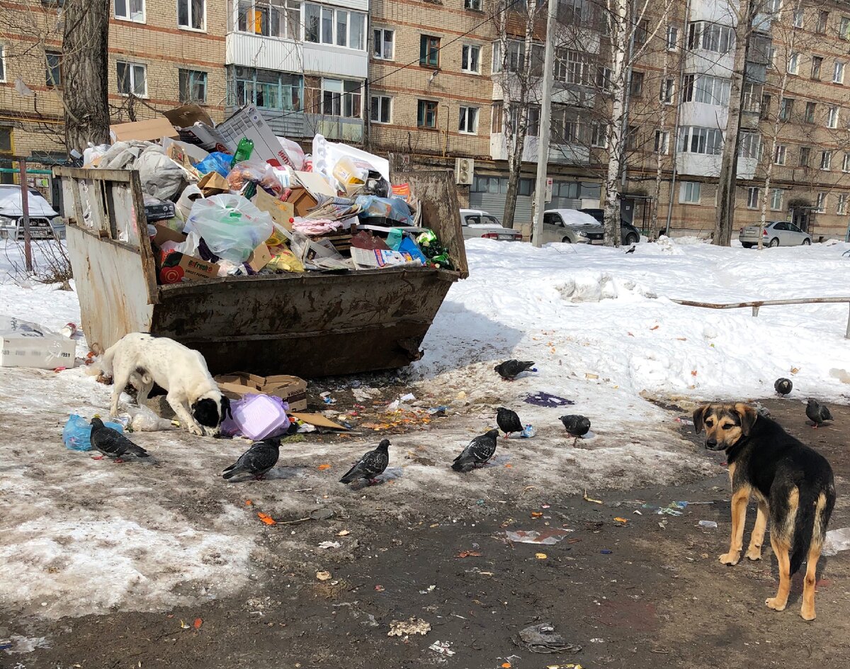 Бедные собаки в центре города