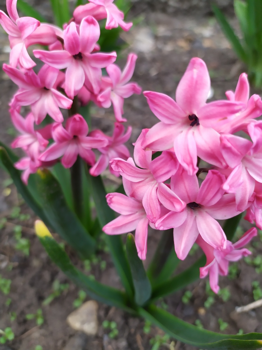 Гиацинты. Собственное фото, сделано сегодня, 23 апреля.