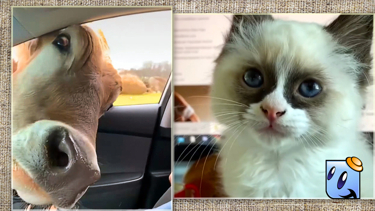 Всем интересно как у нас дела и нет ли чего вкусненького. Источник YouTube.