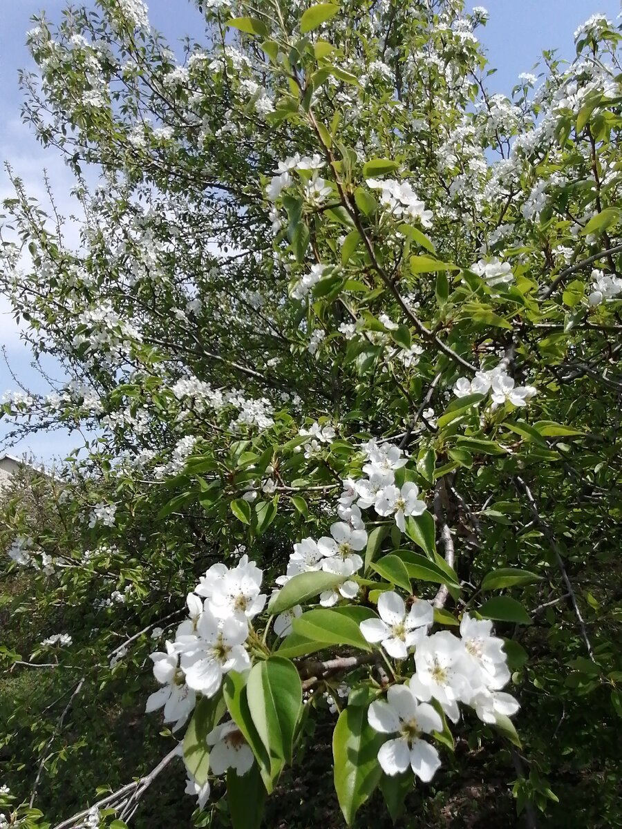Груша цветёт. Личный архив.