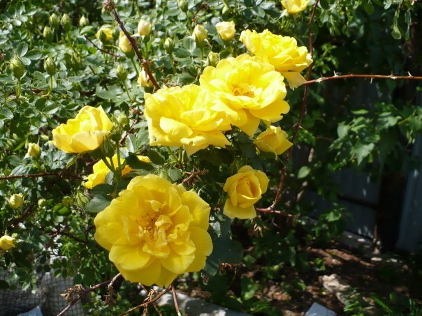 Такая роза растет на участке у свекрови.