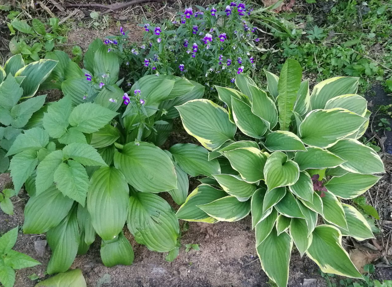 Под забором: хосты, сорняки и виола