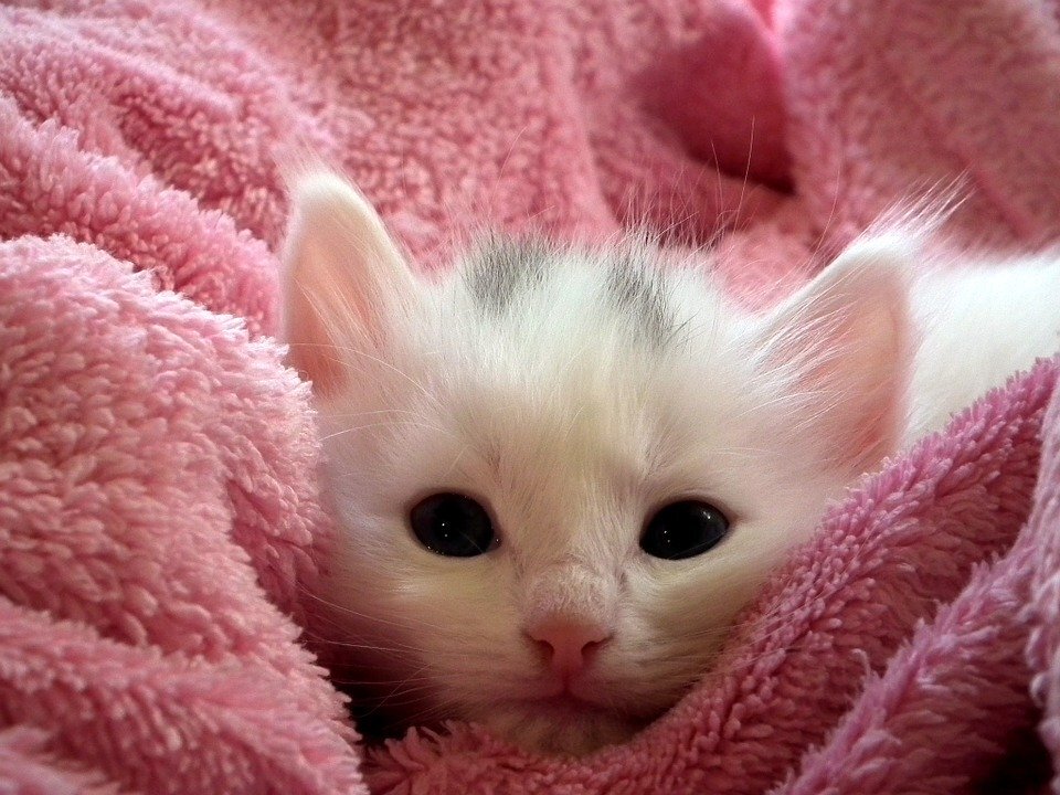 https://cdn.pixabay.com/photo/2013/12/12/03/08/kitten-227009_960_720.jpg