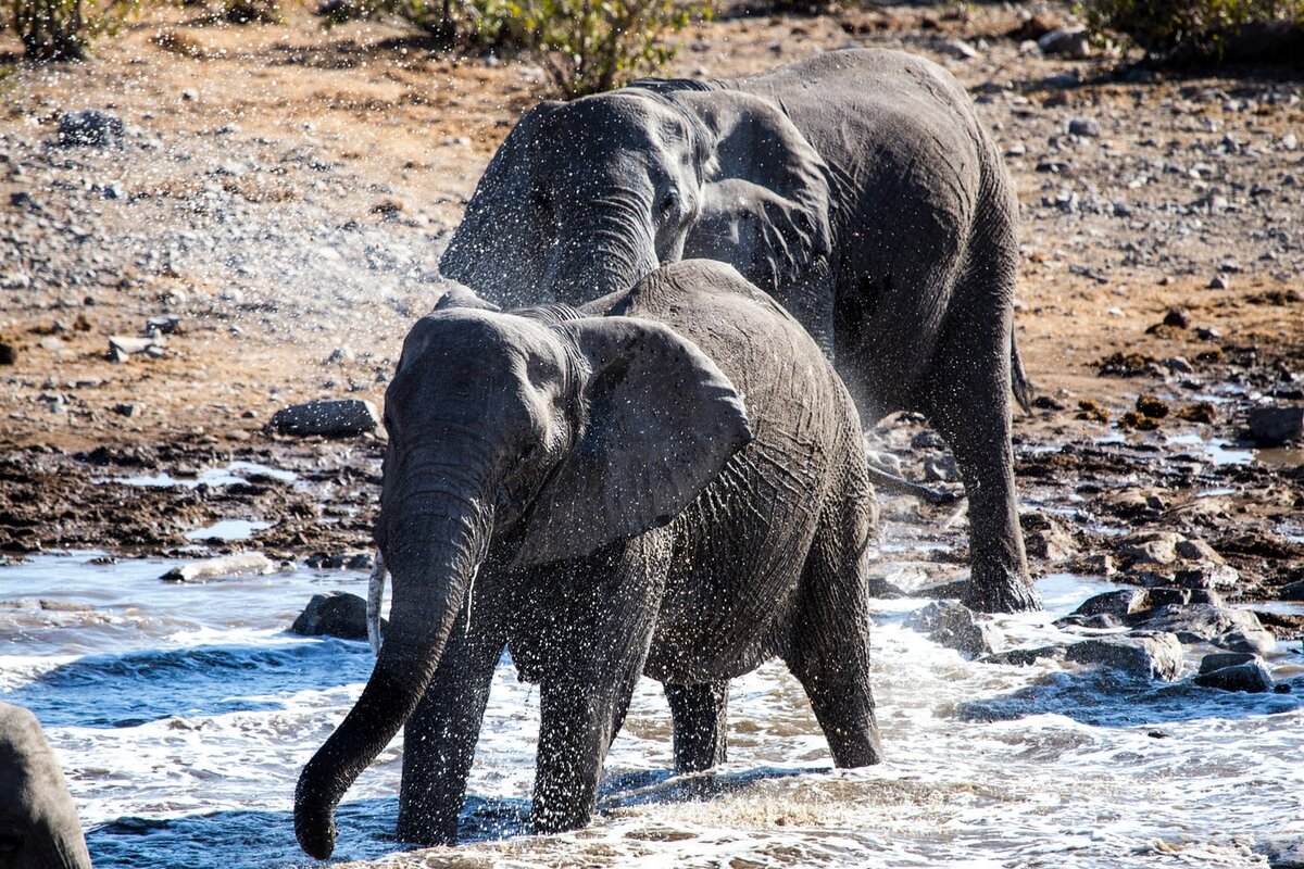 Слоны в дикой природе. Черный слон фото. Дебют свободного слона чёрные. Животные и время.