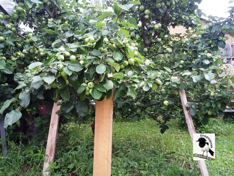 Чтобы у яблони не обломились ветви от тяжести плодов, пришлось поставить подпорки под ветви, которые склонились к земле