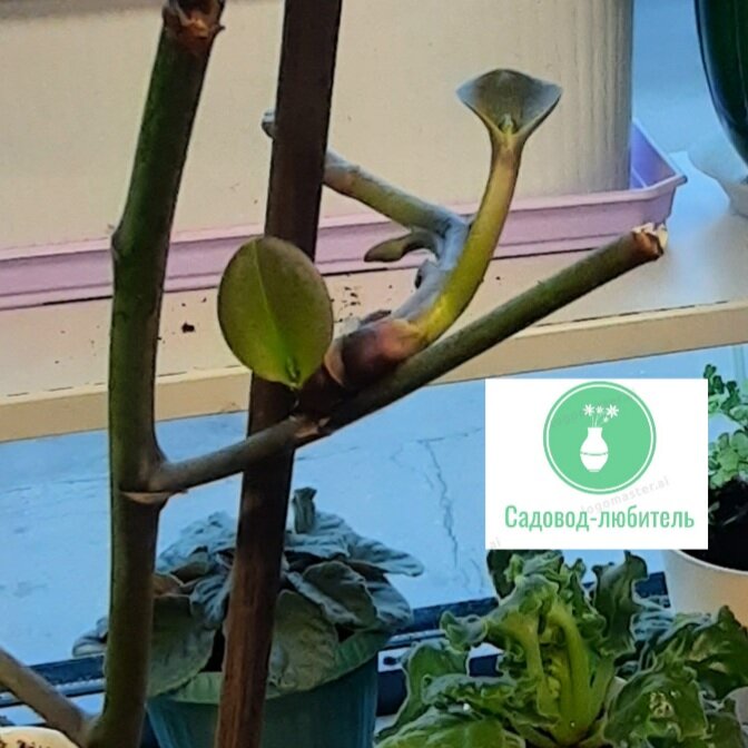 Вот такая детка появилась.