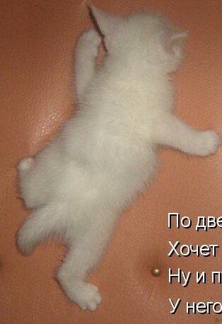Они поскреблись в дверь, дверь открылась и на ней выехал белый котенок