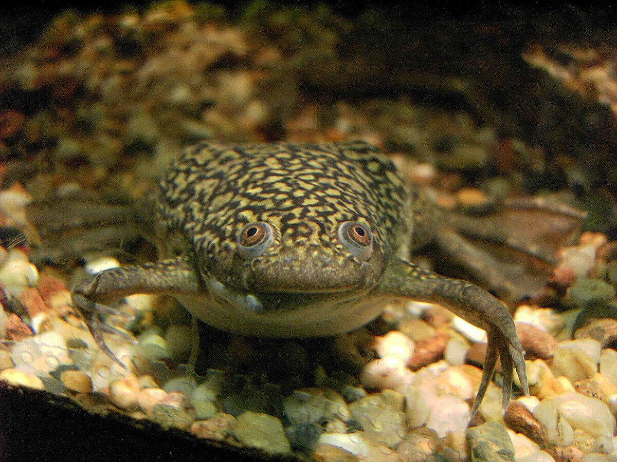 Гладкая шпорцевая лягушка (Xenopus laevis)