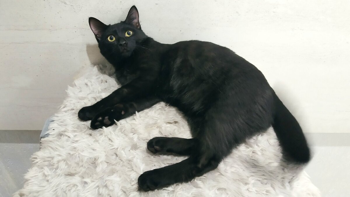 Кот Тихон