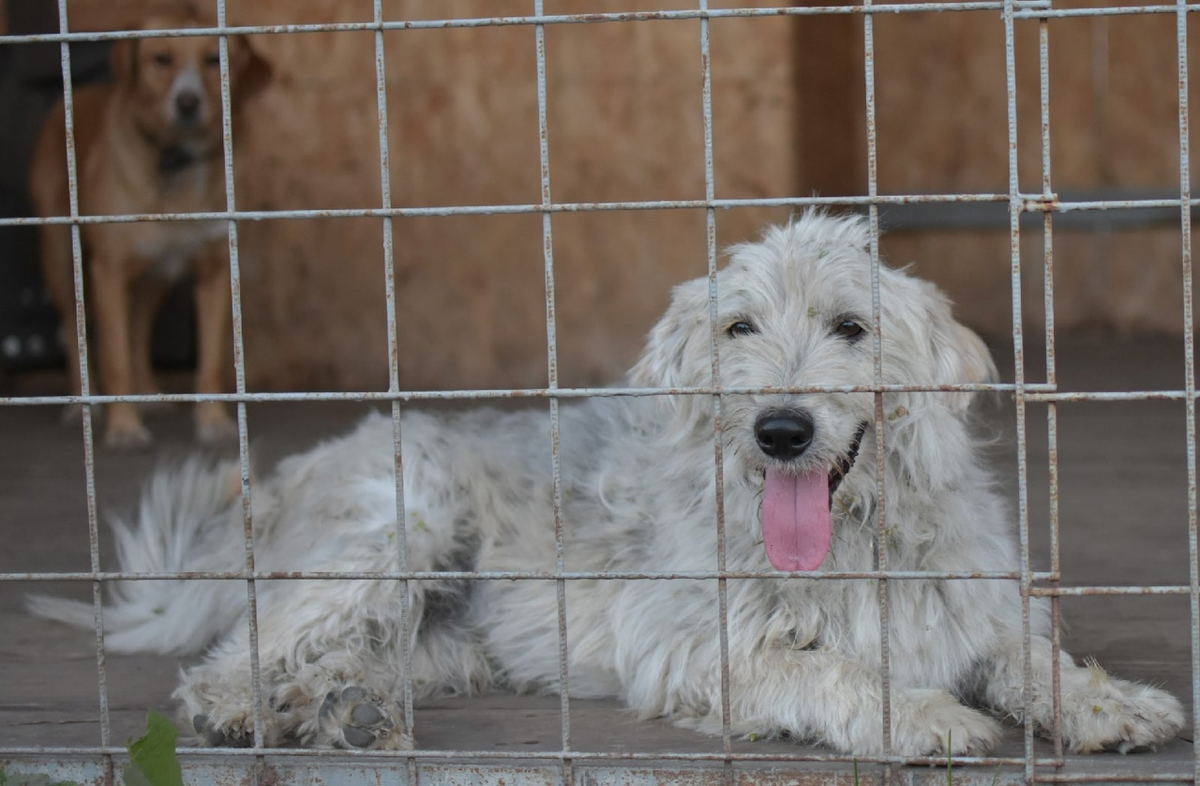 Вот так  выглядел песик, когда мы увидели его в Коренной...