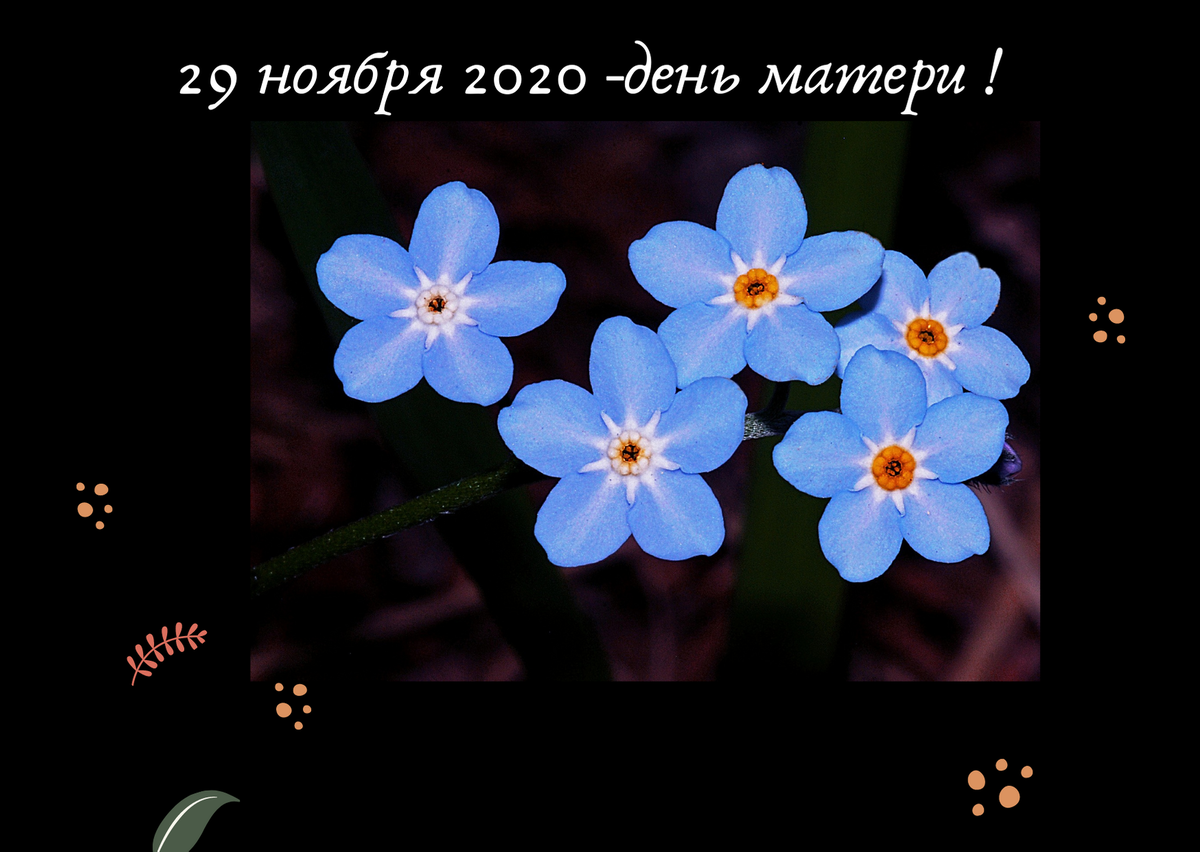 Цветок незабудка - символ Дня матери