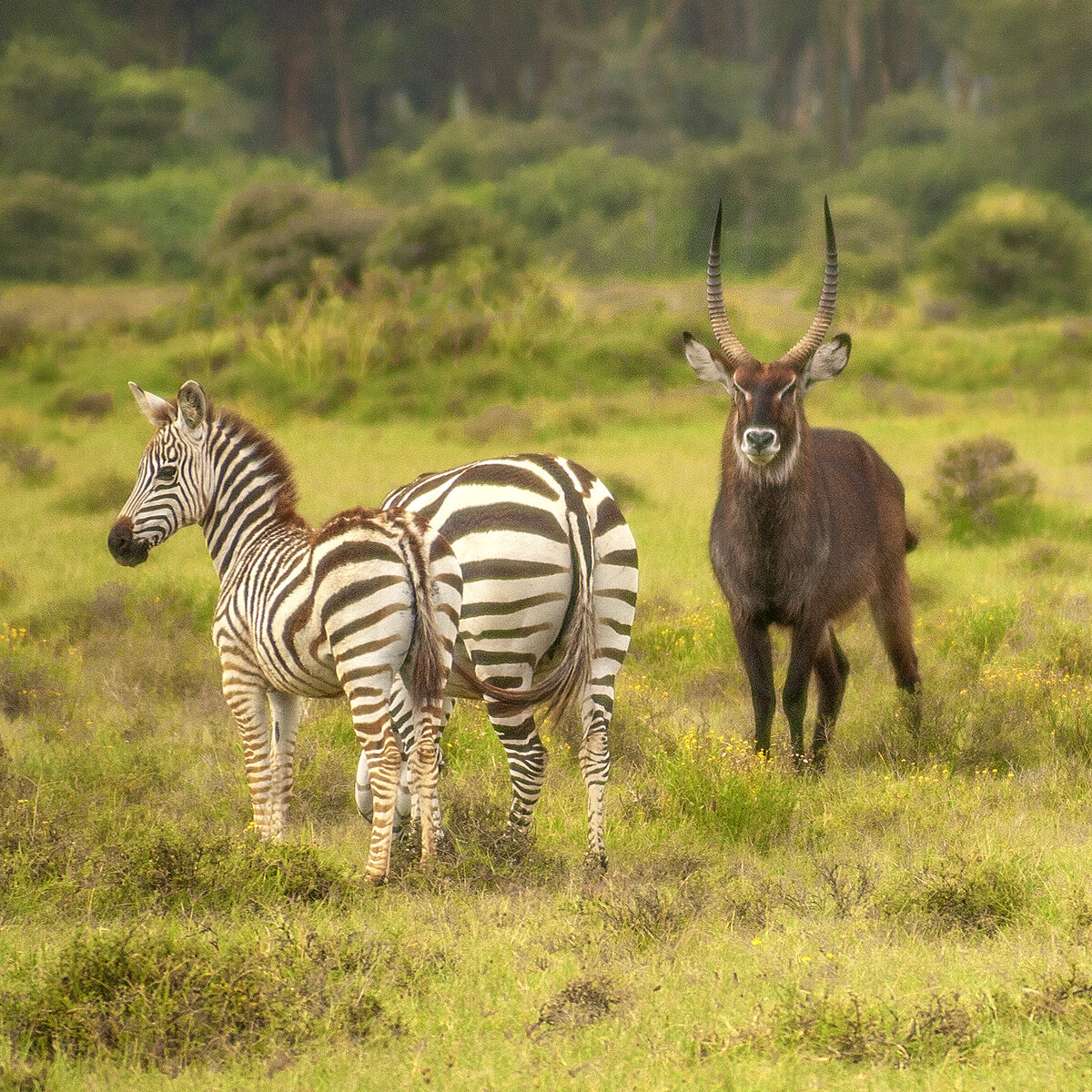 Национальный парк озеро Найваша, Кения