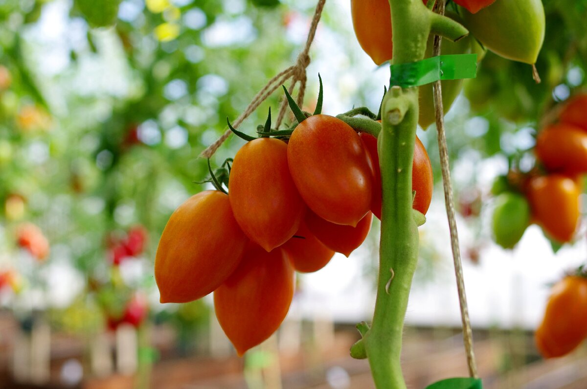 томат барокко f1. томат барокко f1. томат барокко f1. томат винтаж фирмы партнер. томат барокко партнер.