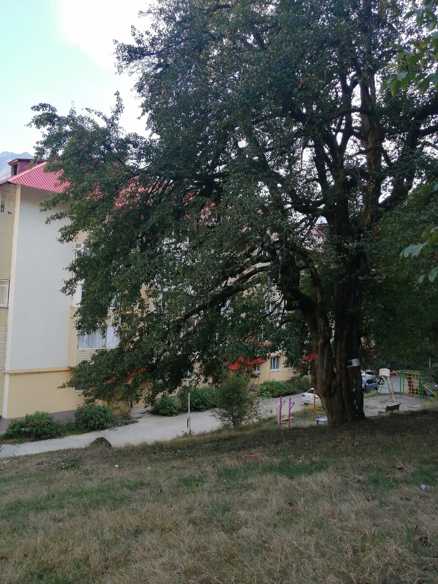 Фото автора. Новая Красная поляна и старая одичавшая груша.