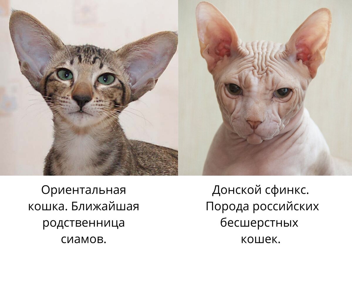 Как отличить сфинкса от бритой кошки фото