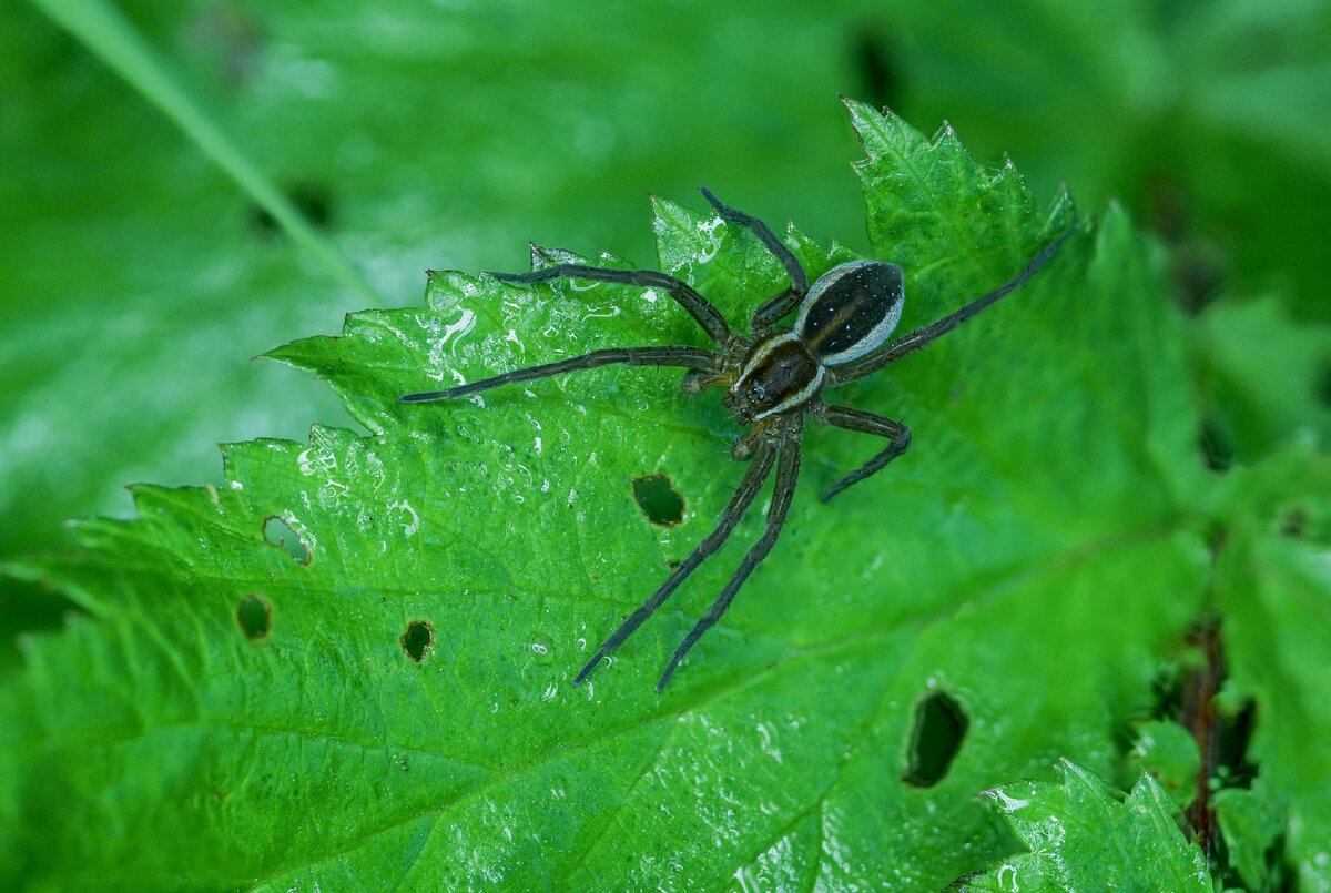 Охотник каёмчатый (лат. Dolomedes fimbriatus)