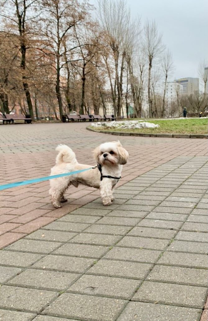 Марти. Дон Корлеоне района.