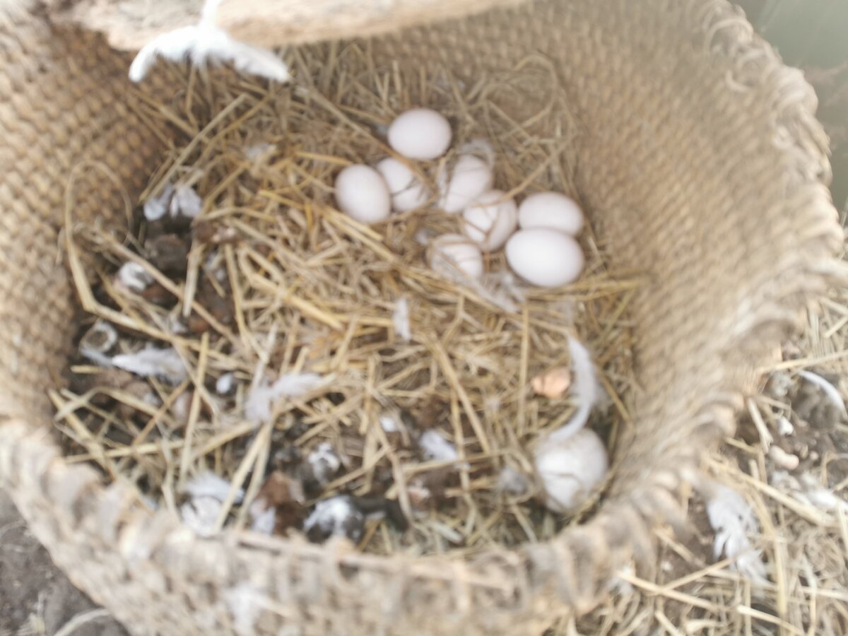 И зимой несутся.