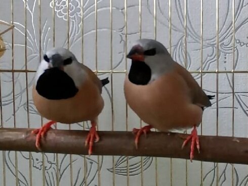 Вот они красавчики. Самочка слева, самец справа.