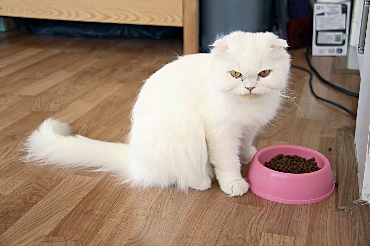 Всегда придётся выбирать: или плешивый плюш, или внушительные затраты на еду. 