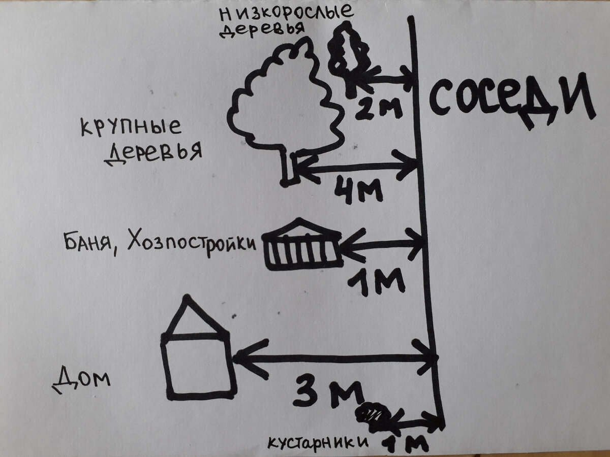 Соседи поспорили из-за яблони, которую посадили в метре от чужого участка |  Счастье садовода | Дзен