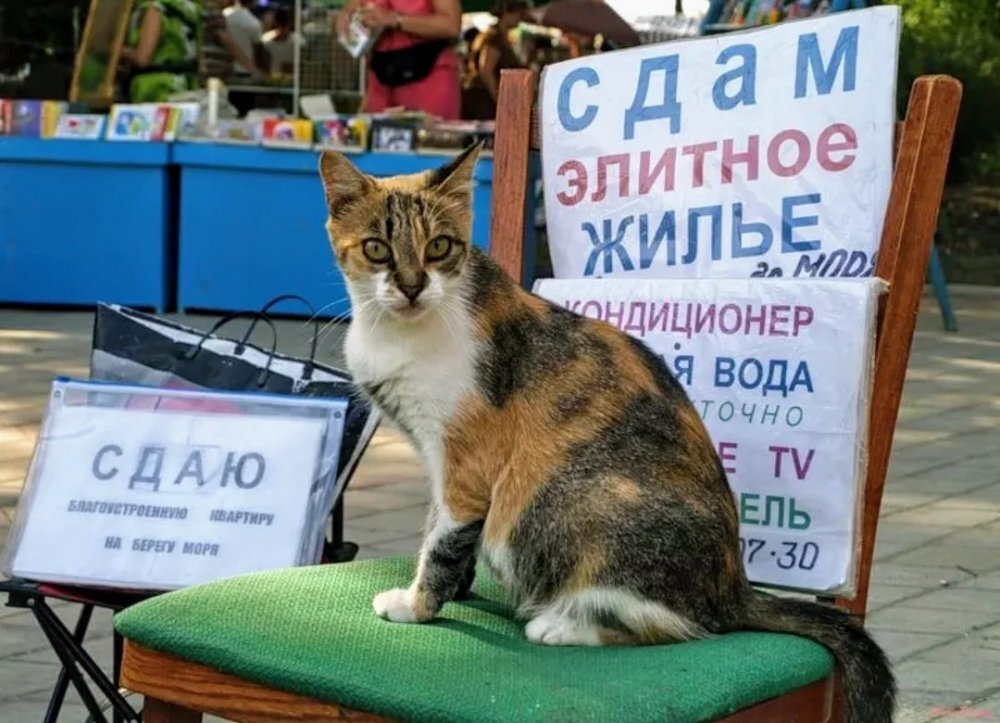 Объявления Крымского побережья. Источник: kafanews.com