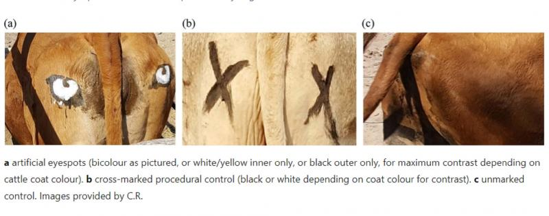 Вот фотографии того эксперимента с крестами, глазами и попами без рисунков. Фото с ресурсов Google.